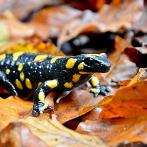 Read more about the article Landesweite Kartierung der  Amphibien und Reptilien