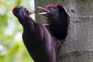 Read more about the article Das Europäische Vogelschutzgebiet Diemel- und Hoppecketal – eine Chance für unsere Region und Meilenstein für den Naturschutz!