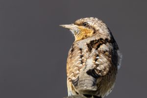 Mehr über den Artikel erfahren Die neue Rote Liste der Brutvögel Nordrhein-Westfalens aus dem Jahre 2021 (publ. 2023)