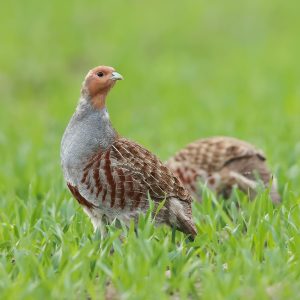 Mehr über den Artikel erfahren Das Rebhuhn – Der Vogel des Jahres 2026 im Hochsauerlandkreis