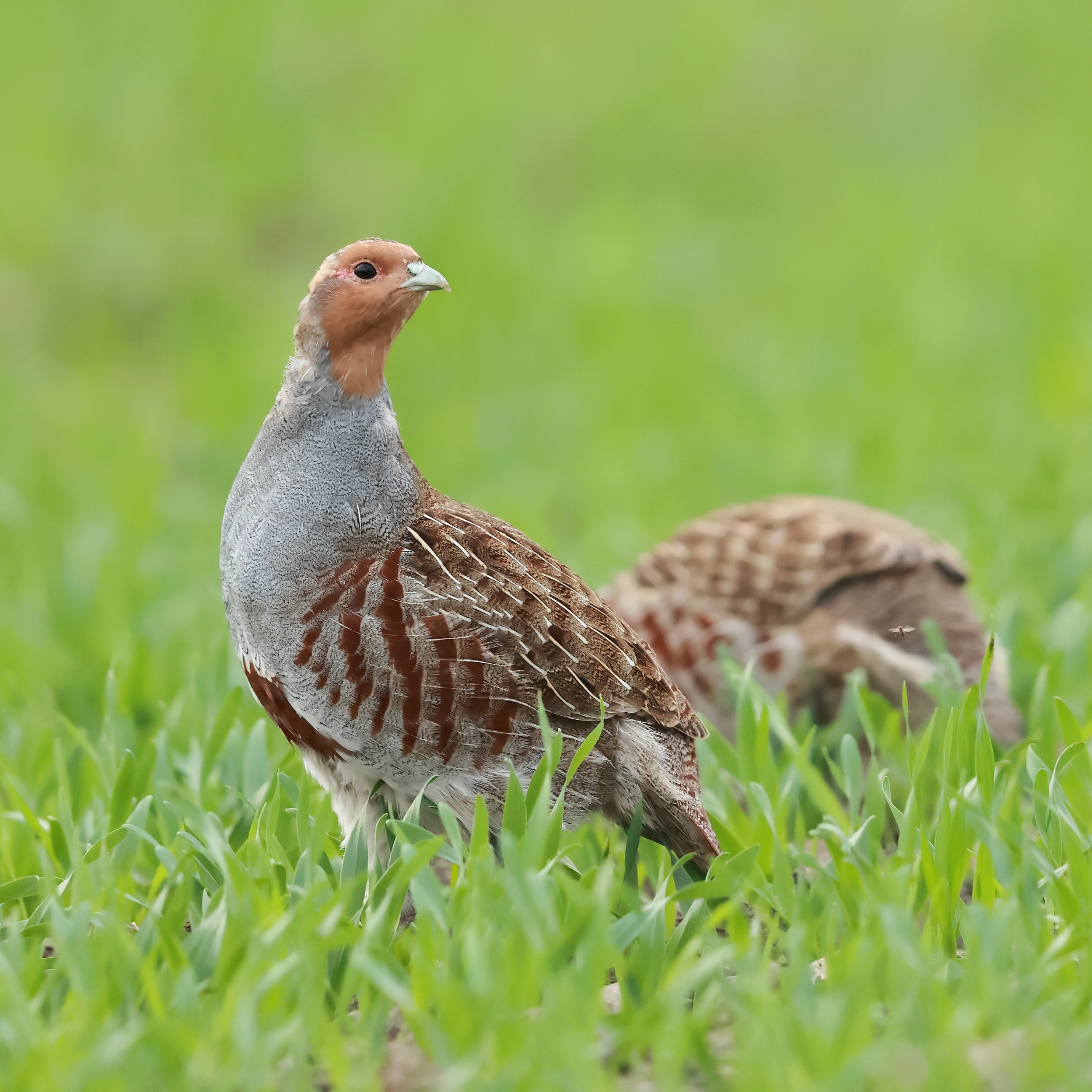 Mehr über den Artikel erfahren Das Rebhuhn – Der Vogel des Jahres 2026 im Hochsauerlandkreis