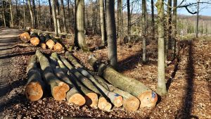 Mehr über den Artikel erfahren Forstmaßnahmen gefährden Schutzziele im Vogelschutzgebiet