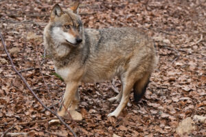 Mehr über den Artikel erfahren Der Wolf