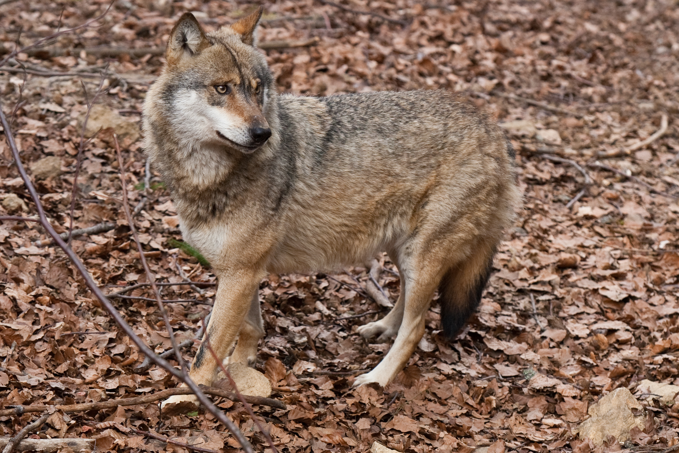 Mehr über den Artikel erfahren Der Wolf